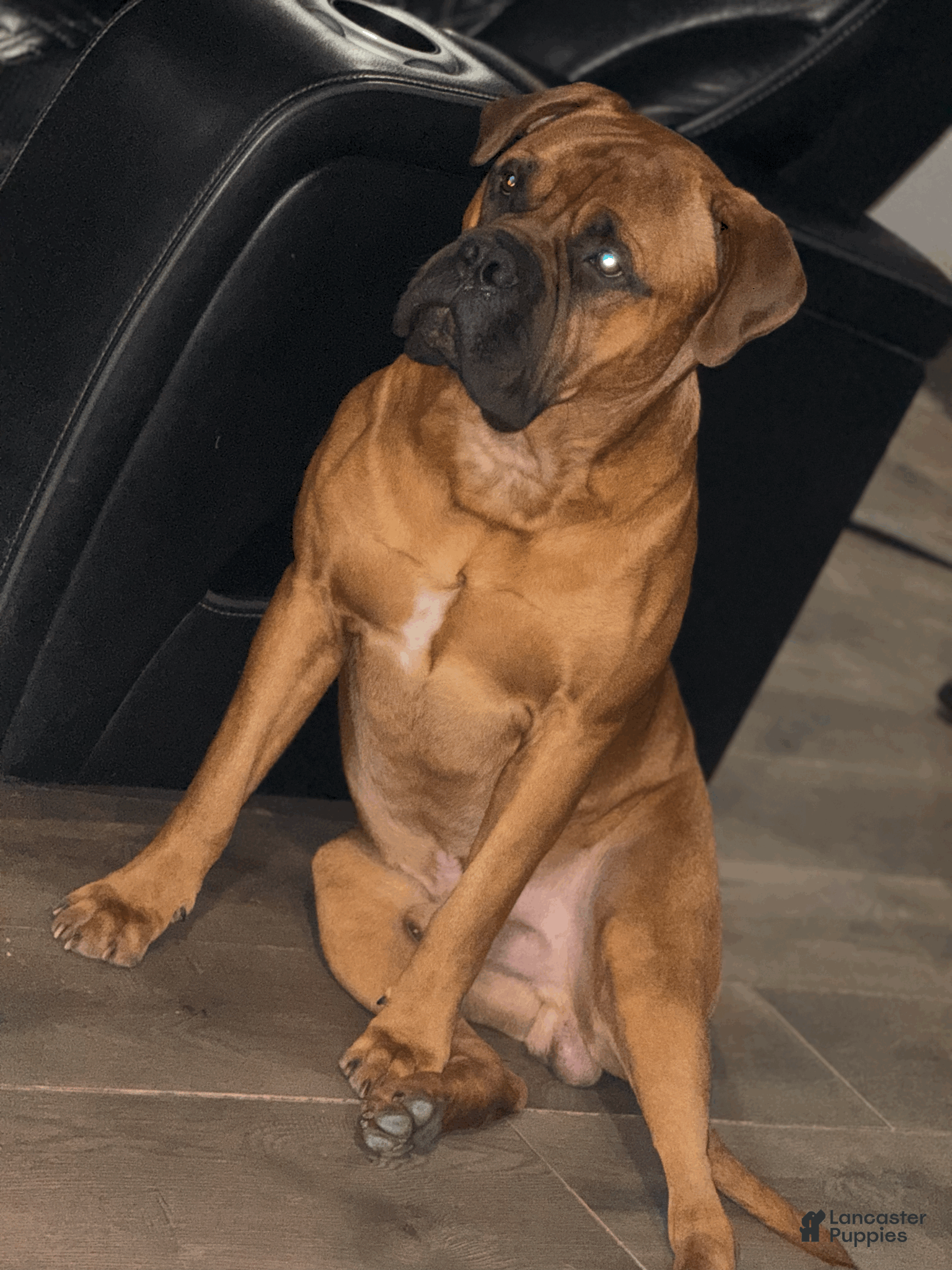Bullmastiff dogs Raamm - Ad 1