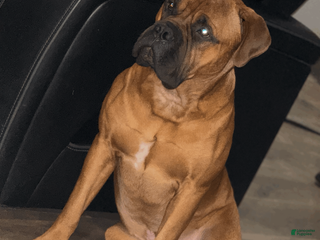 Bullmastiff dogs Raamm - Ad 2