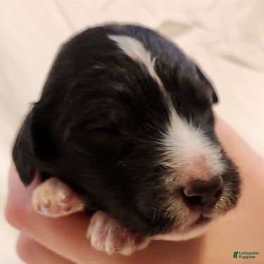 Mini Aussiedoodle dogs for sale: Snoopy_Male Tuxedo - Ad 10