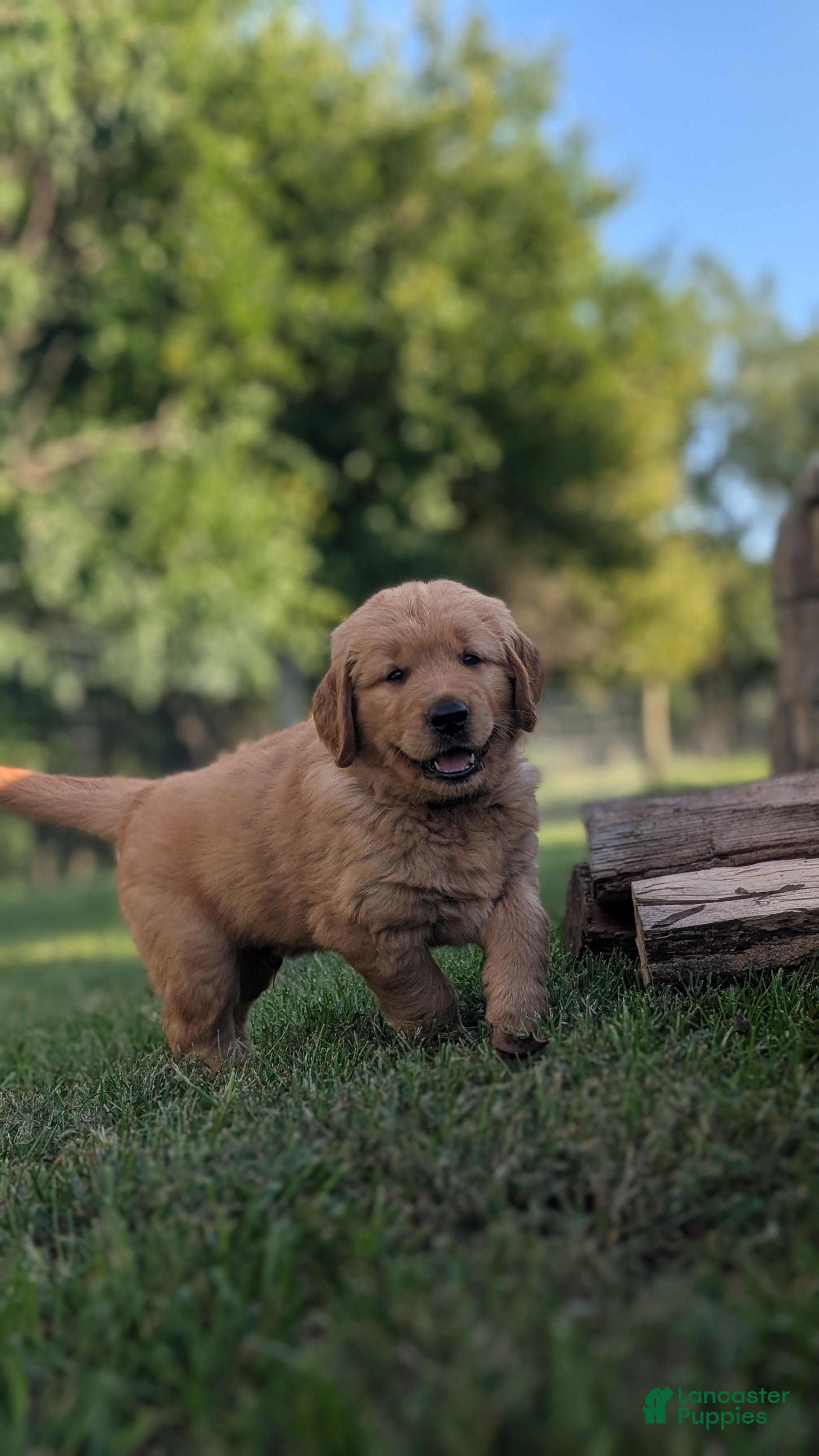 Golden Retriever dogs Harper - Ad 1
