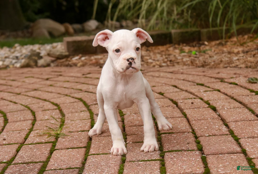 Boxer dogs for sale: Koa - Ad 2