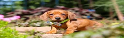 Miniature Dachshund dogs for sale: Alex - Ad 6