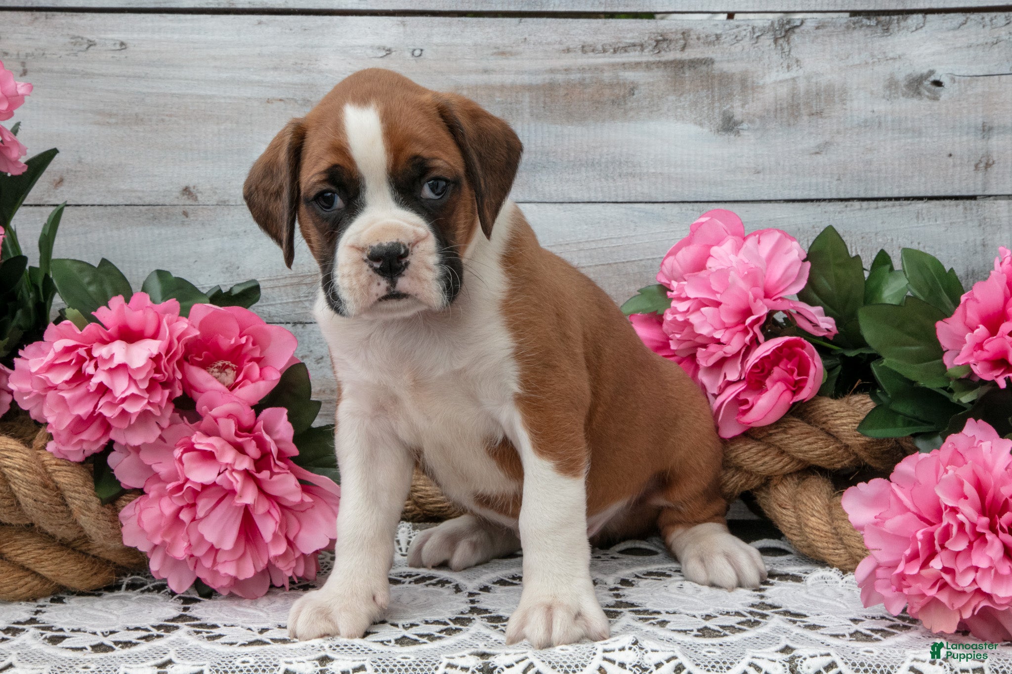 Boxer dogs Buddy - Ad 2