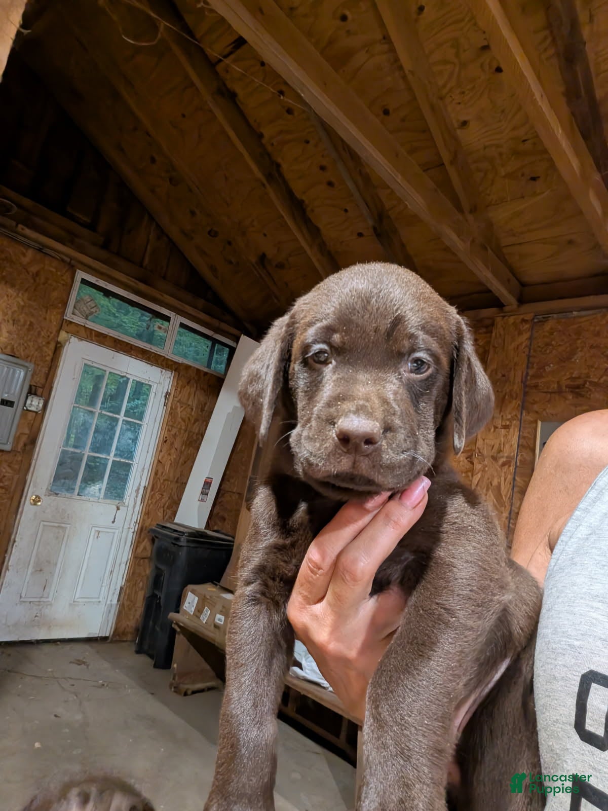 Labrador Retriever dogs Labrador Retriever Girl 4 - Ad 6