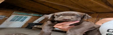 Labrador Retriever Girl 4