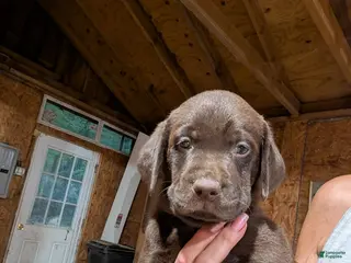 Labrador Retriever dogs Labrador Retriever Girl 4 - Ad 6