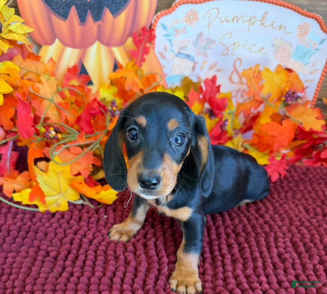 Miniature Dachshund dogs for sale: Chaps - Ad 1