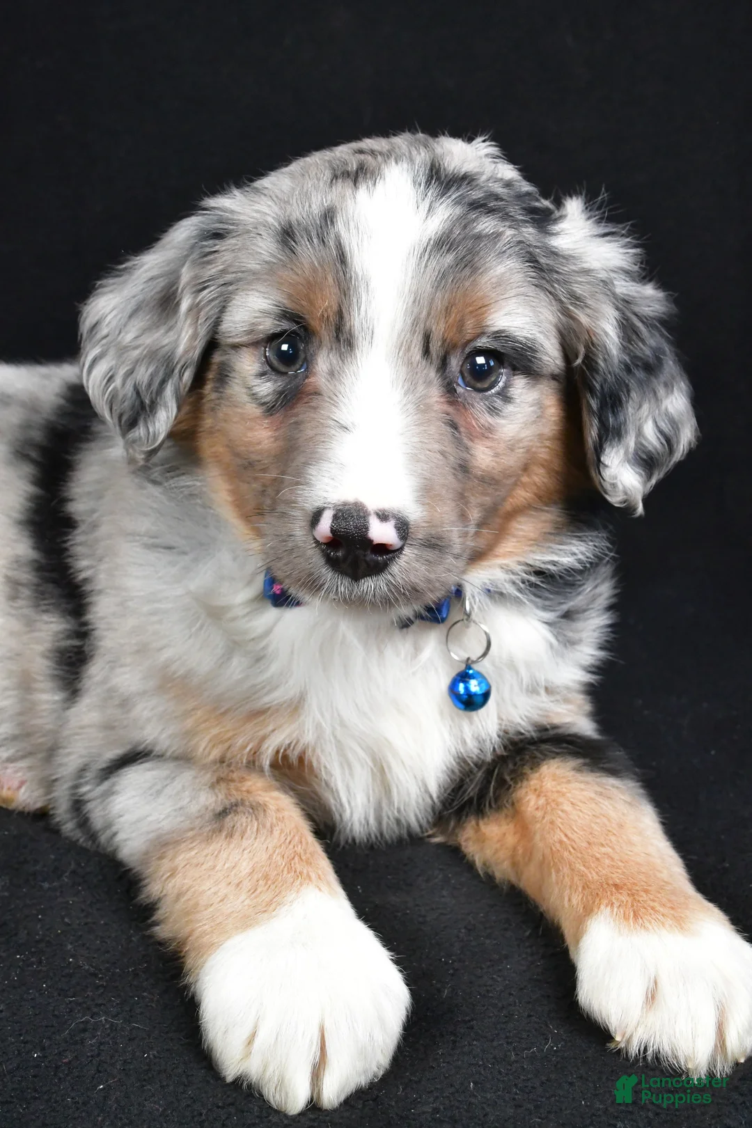 Miniature Australian Shepherd dogs for sale: Ricky - Ad 2