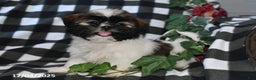 Shih Tzu dogs for sale: Darlene - Ad 2