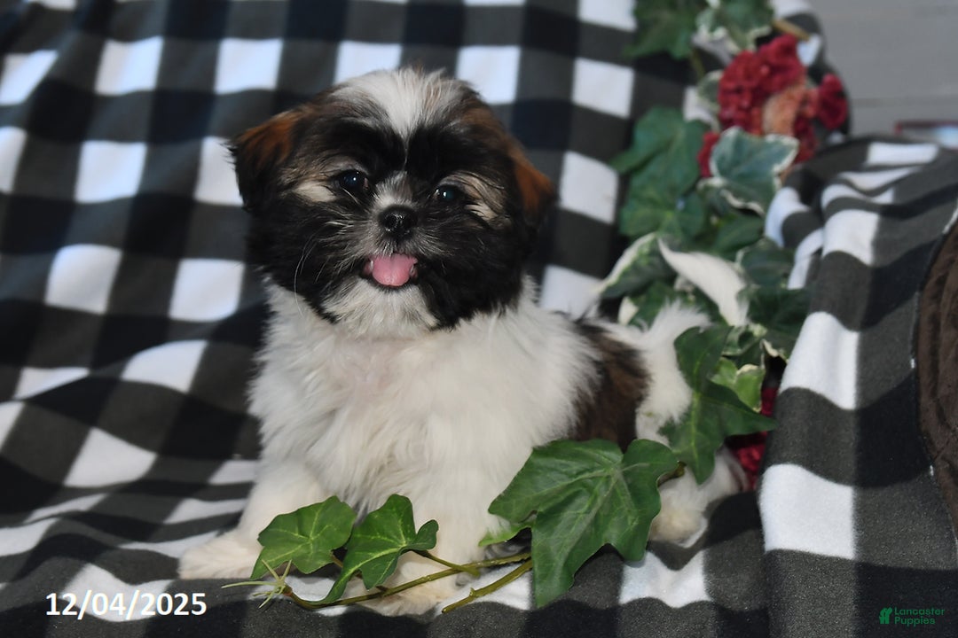 Shih Tzu dogs for sale: Darlene - Ad 2