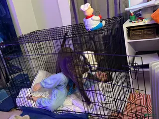 Mixed Breed dogs Johnna - Ad 1