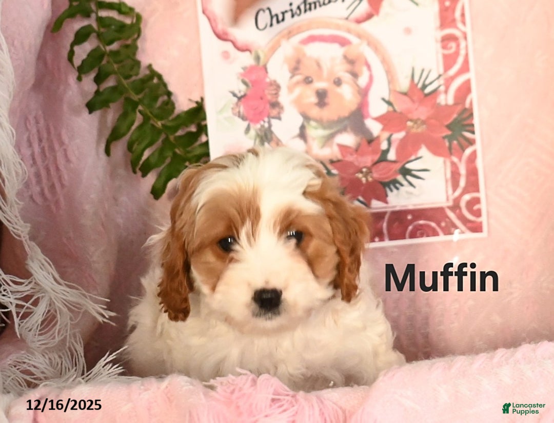 Cavapoo dogs for sale: Muffin - Ad 2