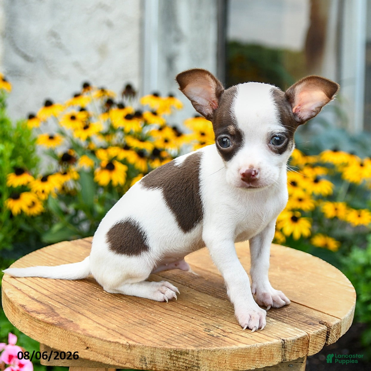 Chihuahua dogs Peatrie - Ad 1
