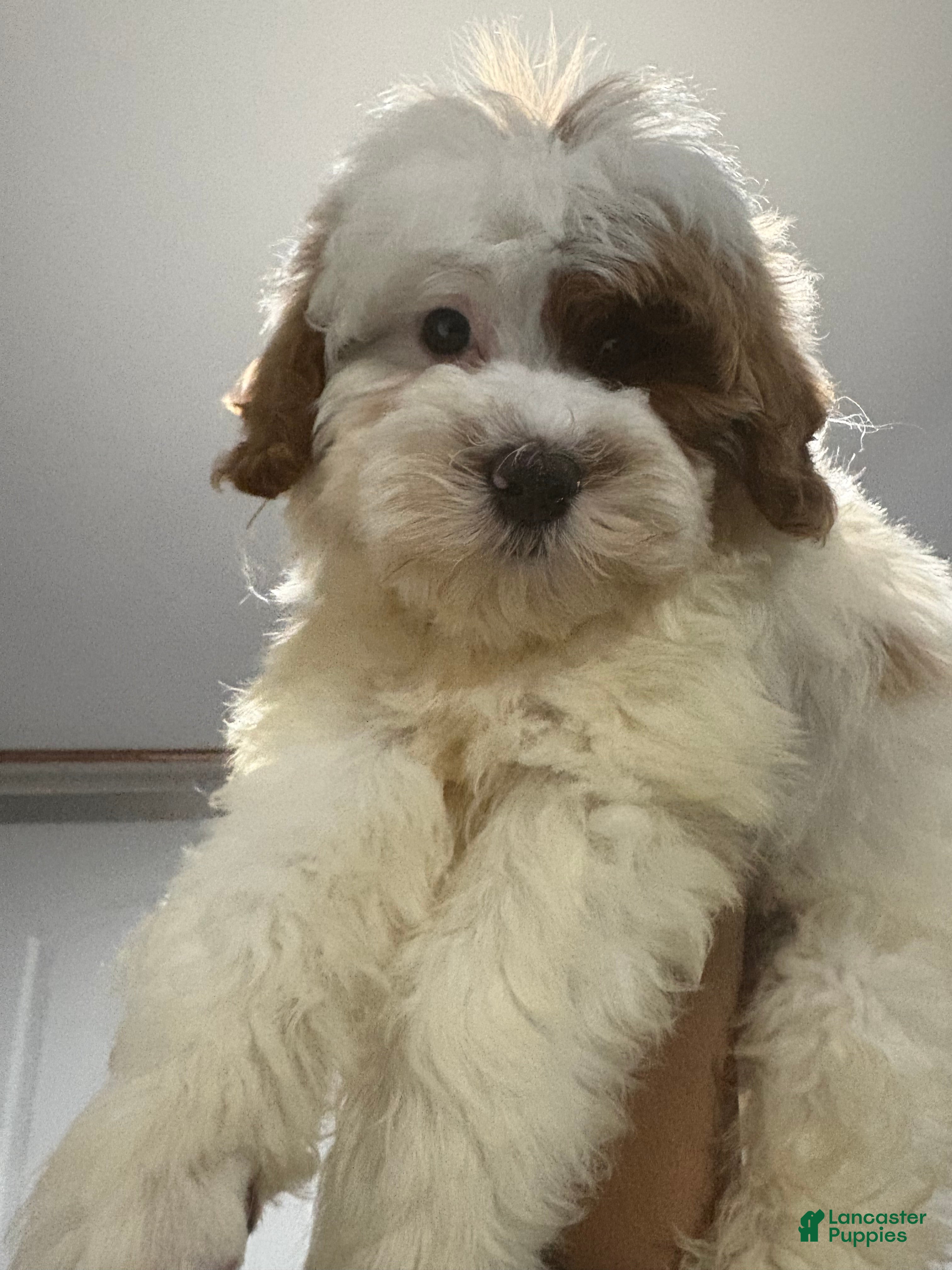 Cavapoo dogs CAVAPOO CAIDEN❤️🐾 - Ad 1