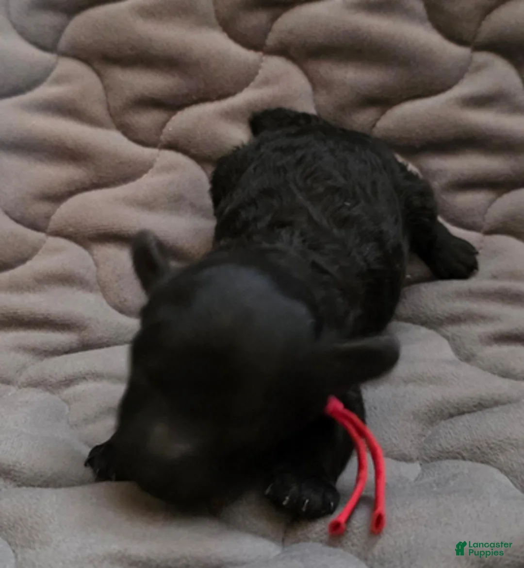 Toy Poodle dogs for sale: Ezra - Ad 2