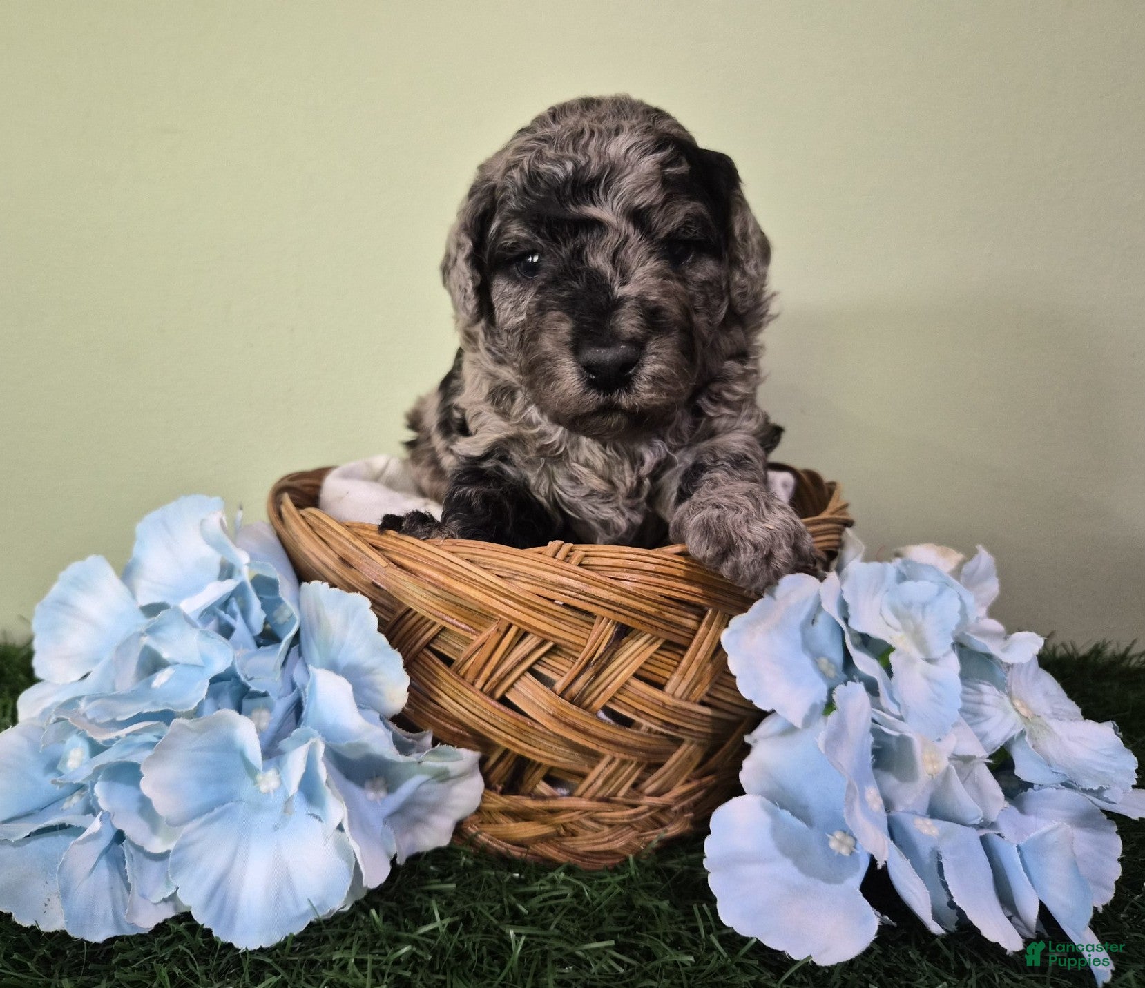 Miniature Poodle dogs Chevy - Ad 2