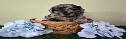 Miniature Poodle dogs for sale: Chevy - Ad 2