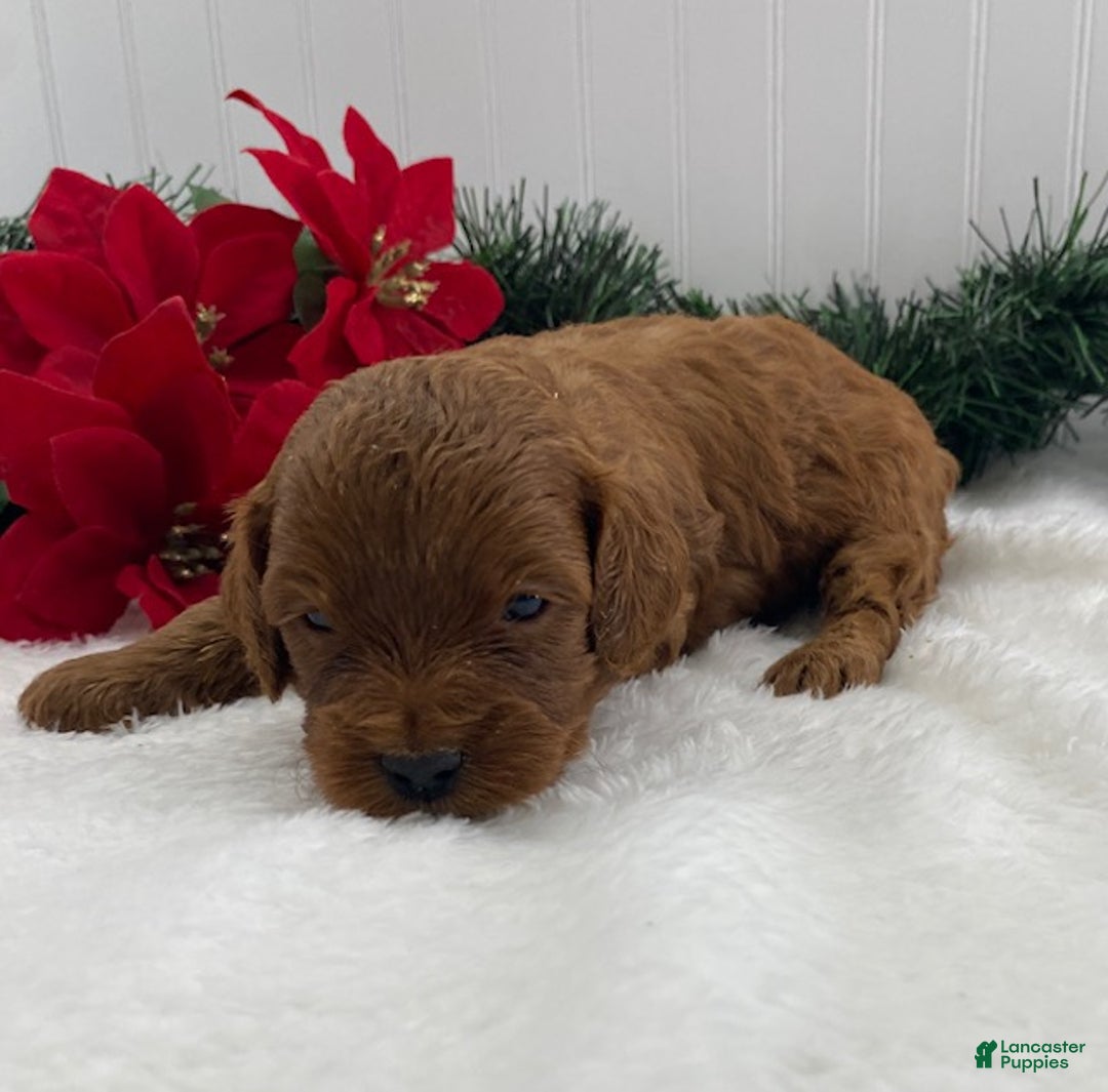 Cavapoo dogs for sale: Scout - Ad 5