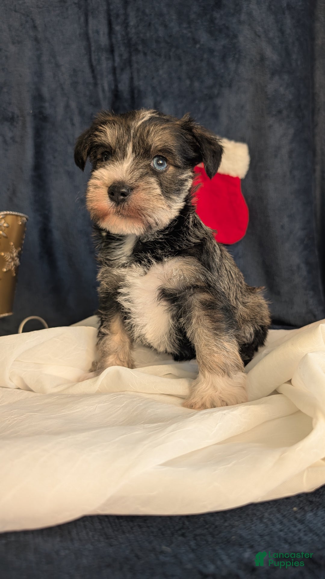 Miniature Schnauzer dogs for sale: Willow  - Ad 3