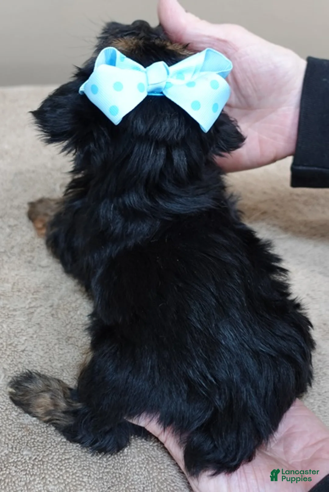 Yorkshire Terrier dogs for sale: Taj  - Ad 9