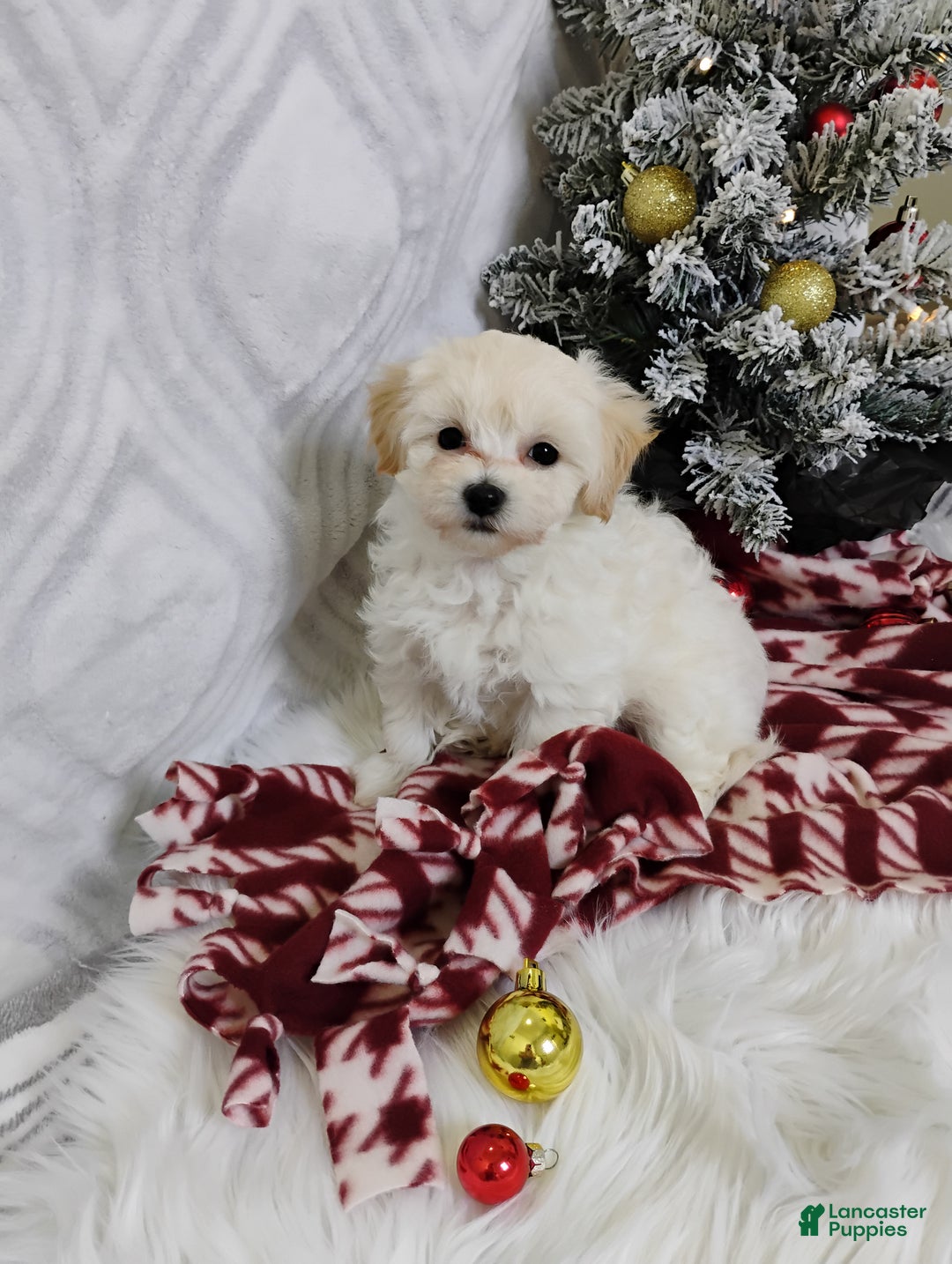 Mixed Breed dogs for sale: Baylee  - Ad 4