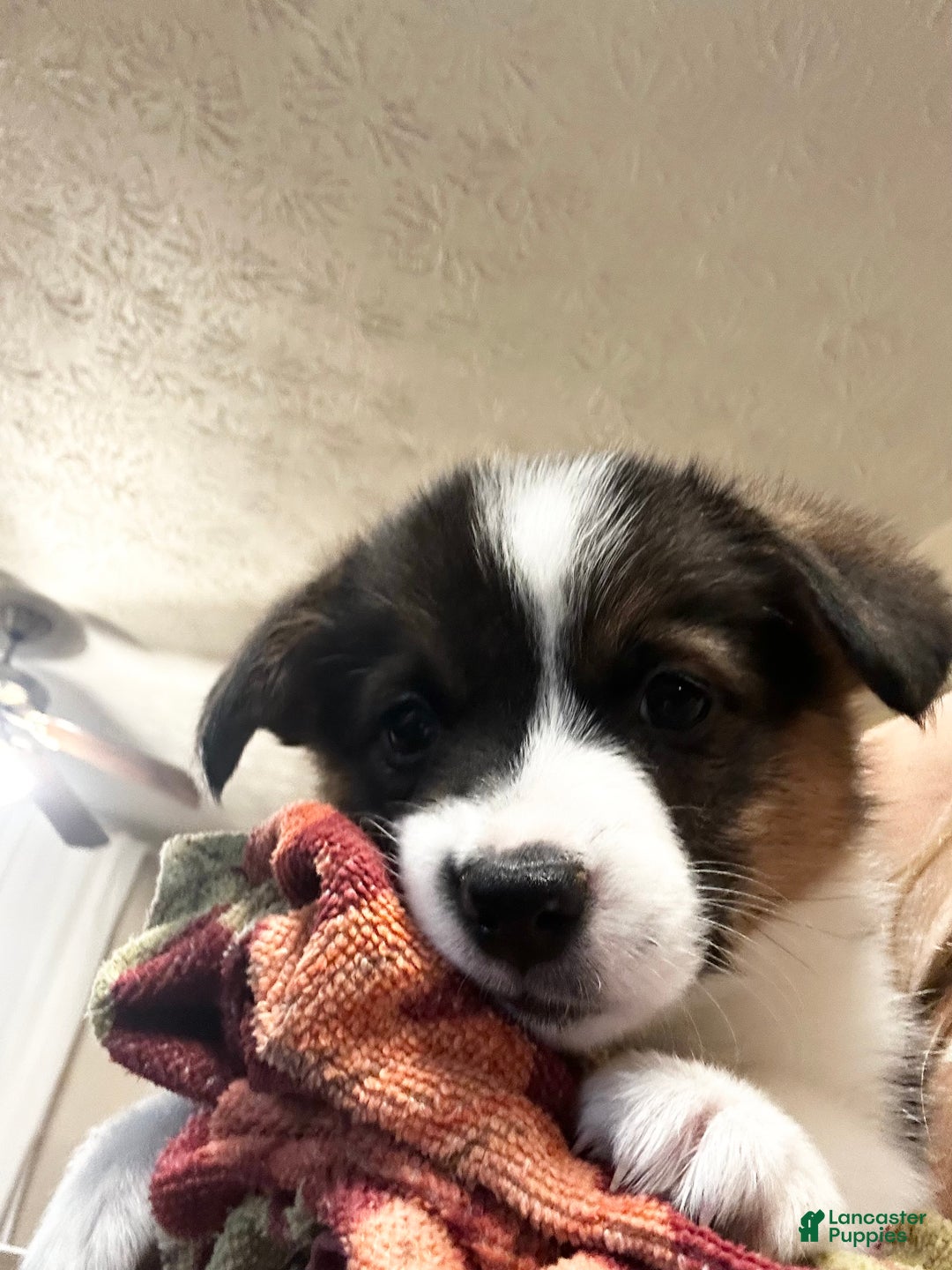 Welsh Corgi Pembroke dogs for sale: Welsh Corgi Pembroke Puppy 3 - Ad 2