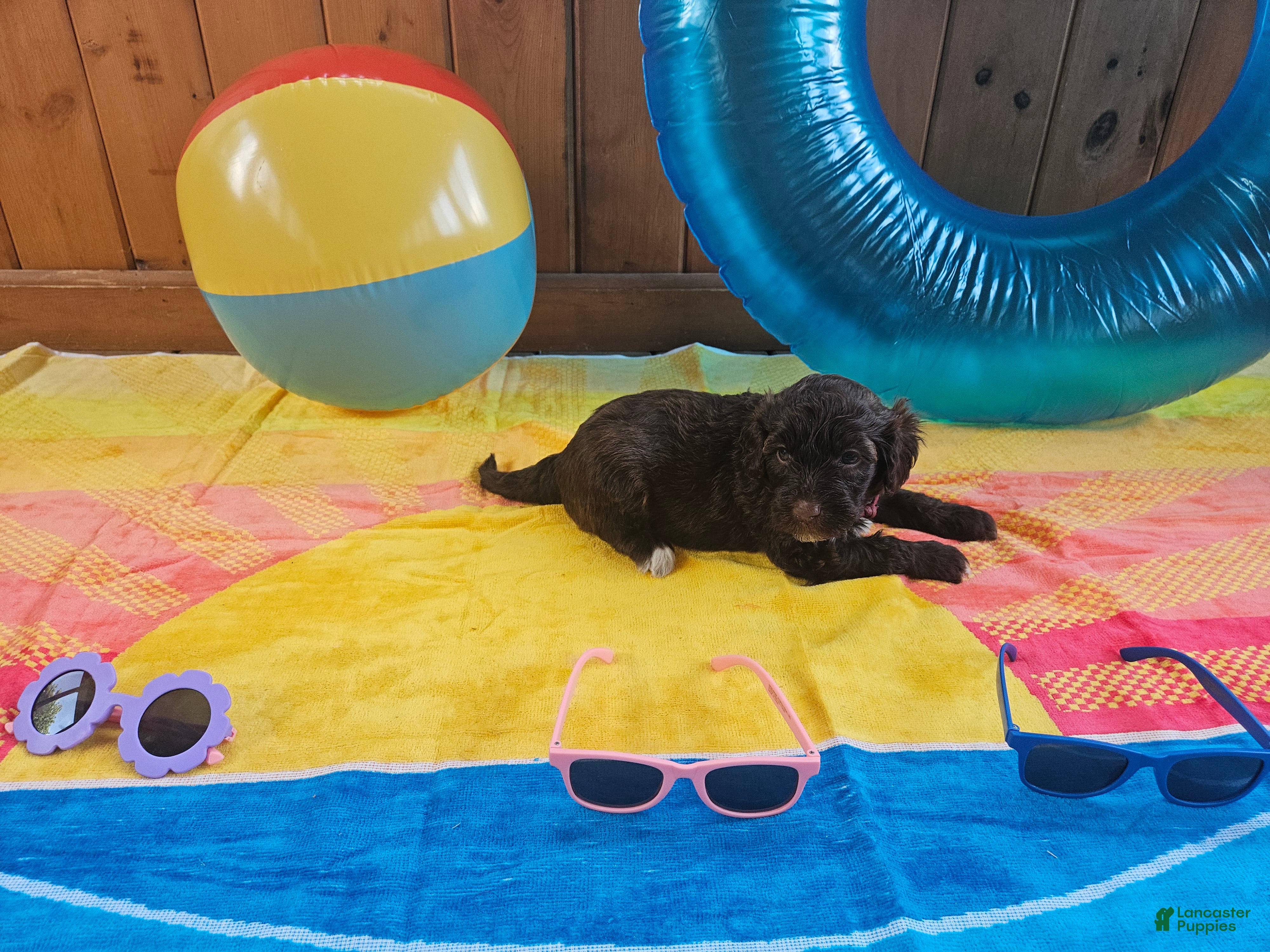 Portuguese Water Dog dogs Blu - Ad 18