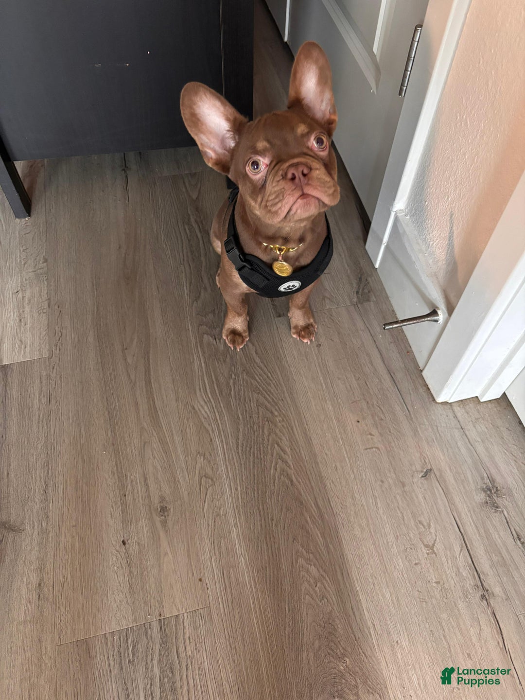 English Bulldog dogs for sale: English Bulldog Puppy 1 - Ad 4