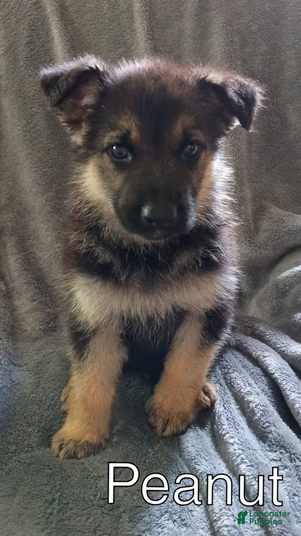 German Shepherd dogs Peanut - Ad 1