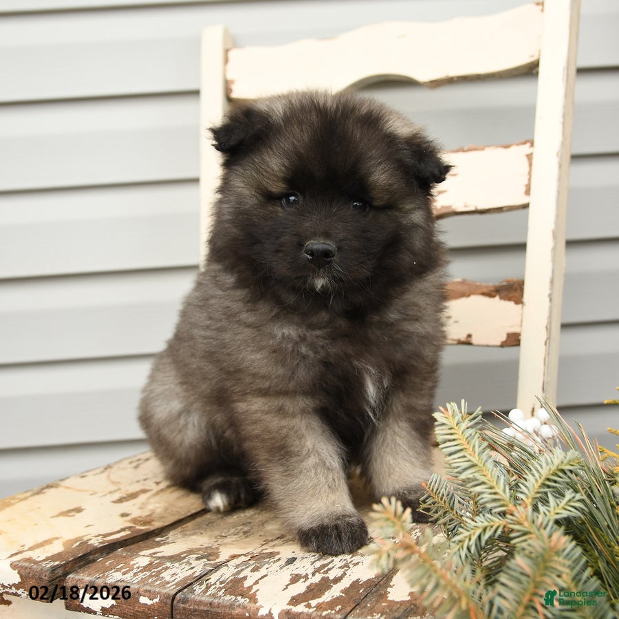 Keeshond dogs Captain - Ad 1