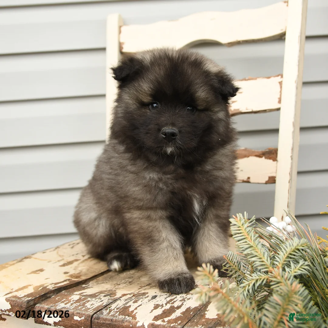 Keeshond dogs for sale: Captain - Ad 1