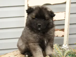 Keeshond dogs for sale: Captain - Ad 1