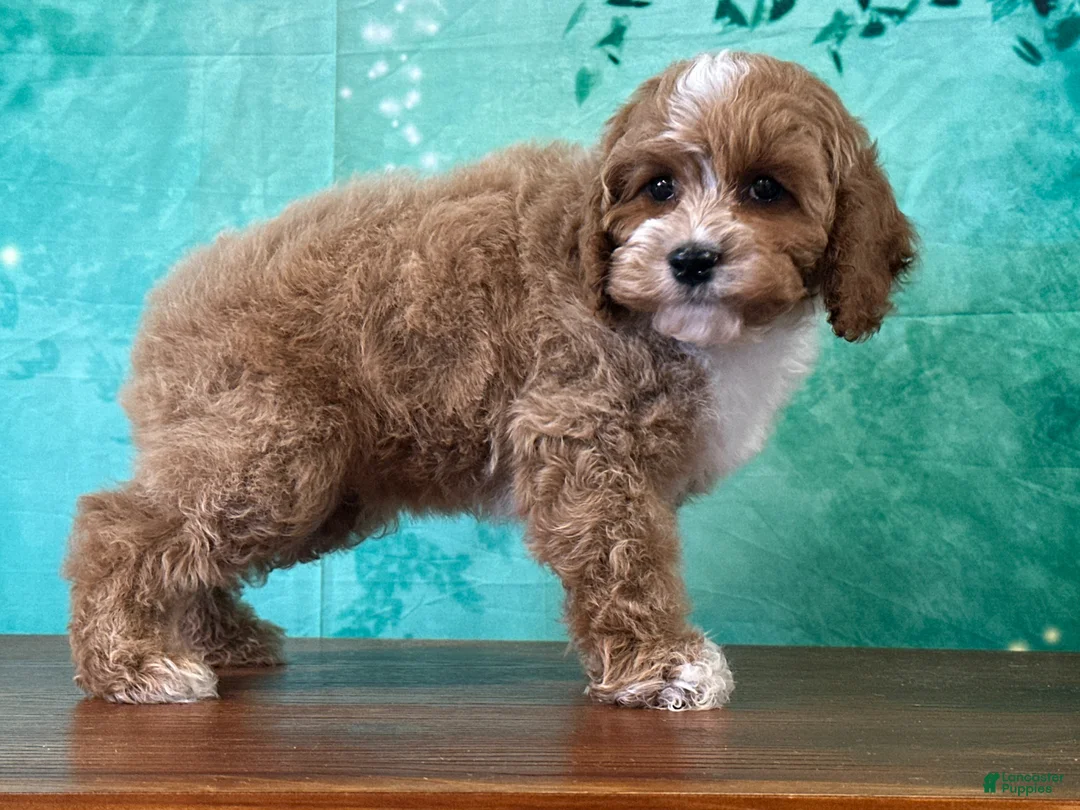 Cockapoo dogs for sale: Cagney - Ad 2