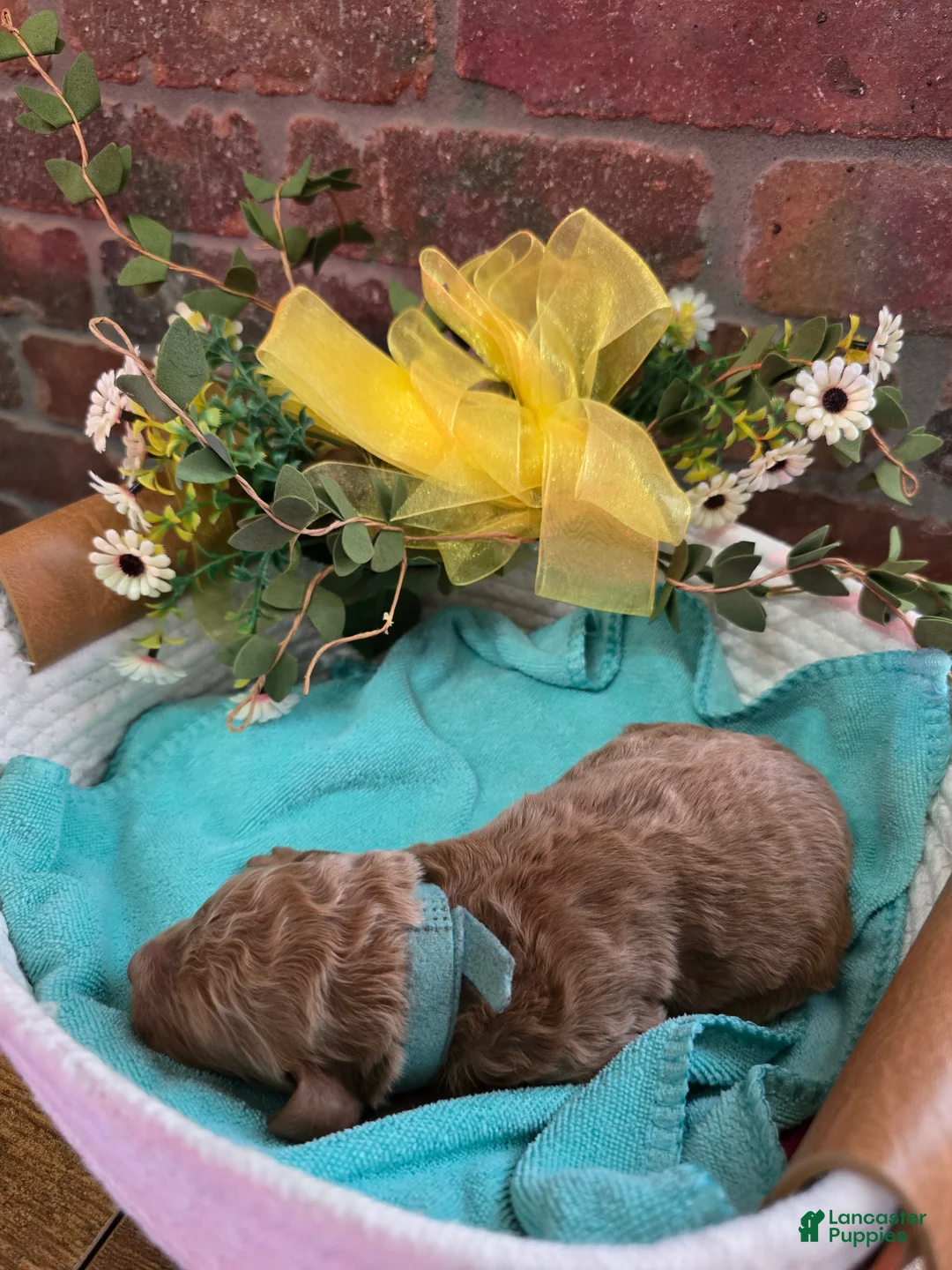 Goldendoodle dogs for sale: Goldendoodle Puppy 2 - Ad 1