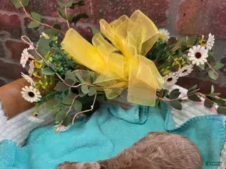 Goldendoodle dogs Goldendoodle Puppy 2 - Ad 38