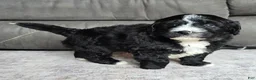 Mini Bernedoodle dogs for sale: Mini Blaze - Ad 4