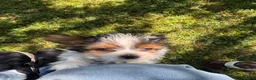 Yorkshire Terrier dogs for sale: Yorkshire Terrier 1 - Ad 6
