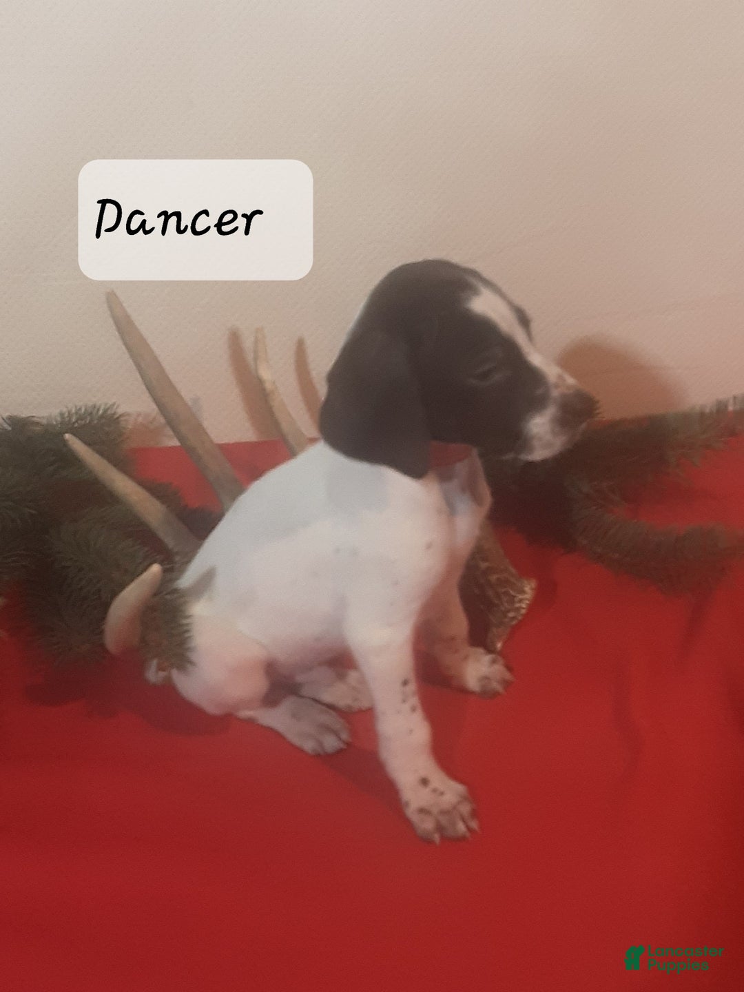 German Shorthaired Pointer dogs for sale: Dancer - Ad 2
