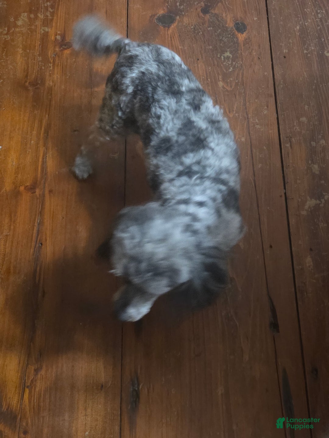 Tiny Tim for sale in Fultonville Lancaster Puppies