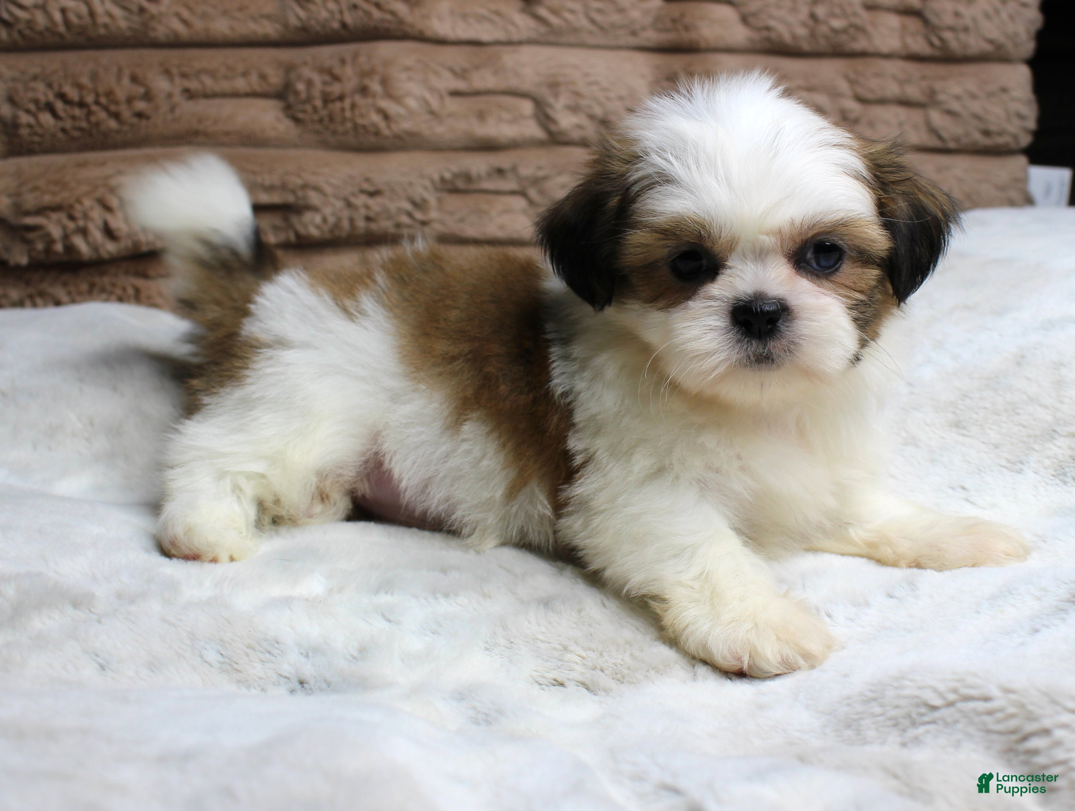 Shih Tzu dogs Bella - Ad 8