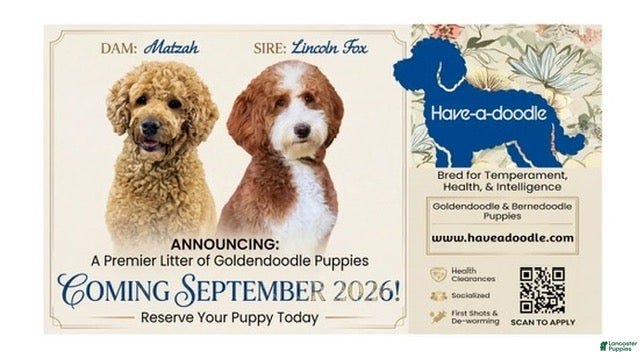 Mini Goldendoodle dogs Mini Goldendoodle 4 - Ad 13