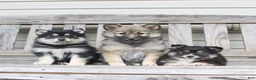 Pomsky dogs for sale: Smokey - Ad 3