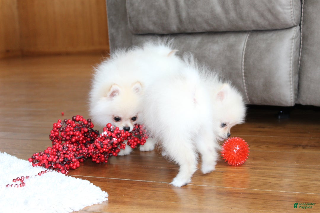 Pomeranian dogs for sale: Tiny Teddy - Ad 15