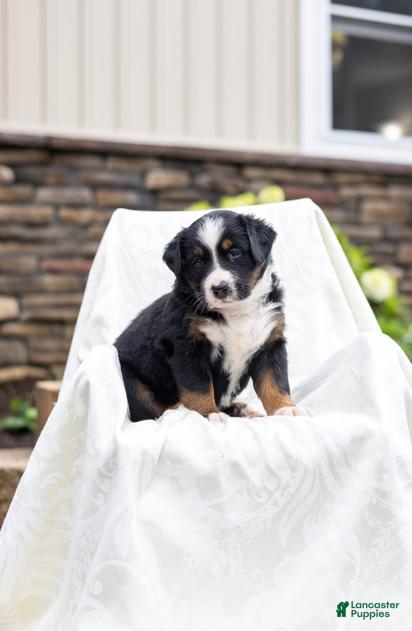 Bernese Mountain Dog dogs Ruffles - Ad 2