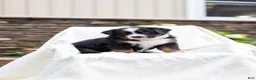 Bernese Mountain Dog dogs for sale: Ruffles - Ad 2