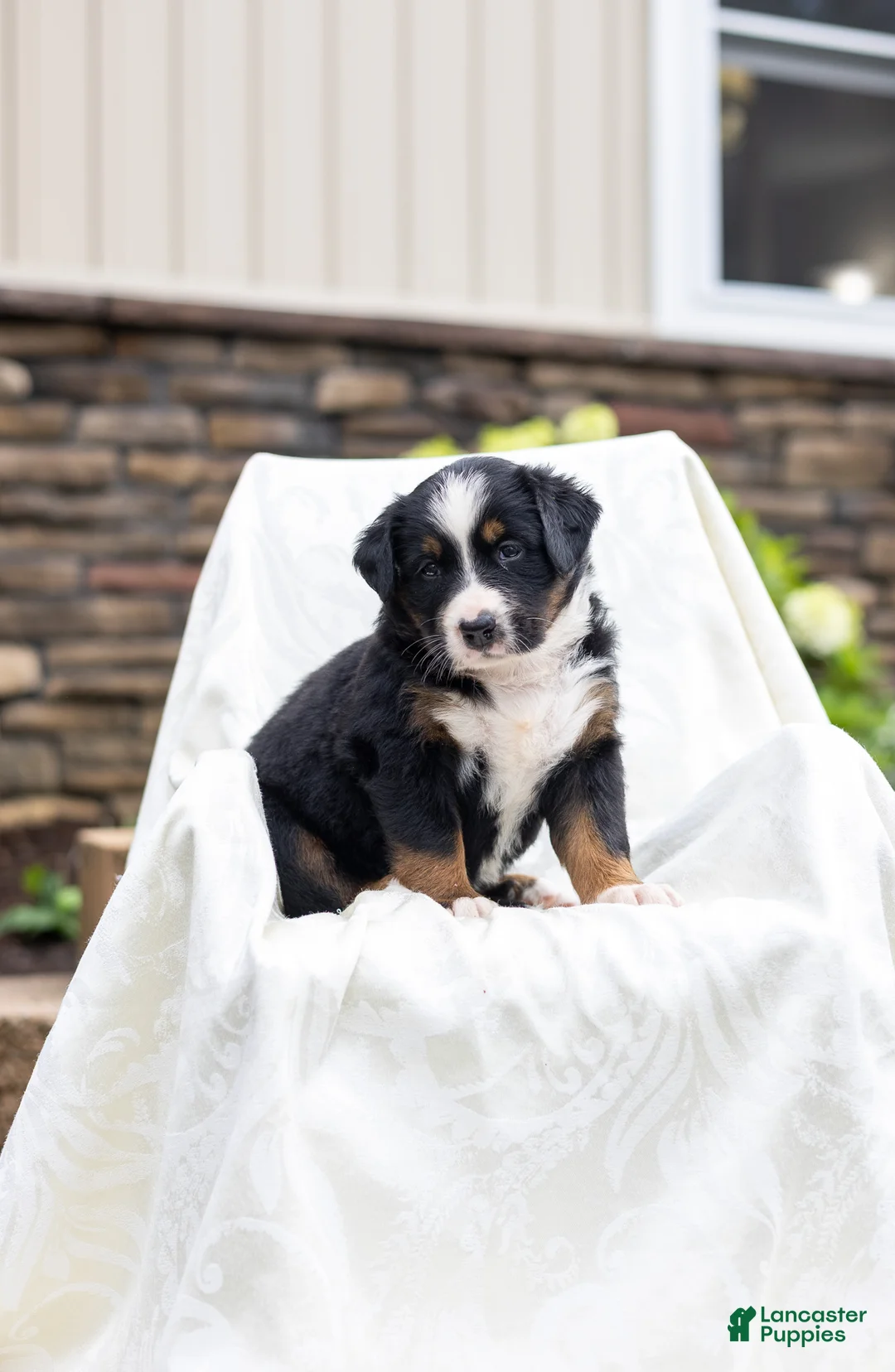 Bernese Mountain Dog dogs for sale: Ruffles - Ad 2