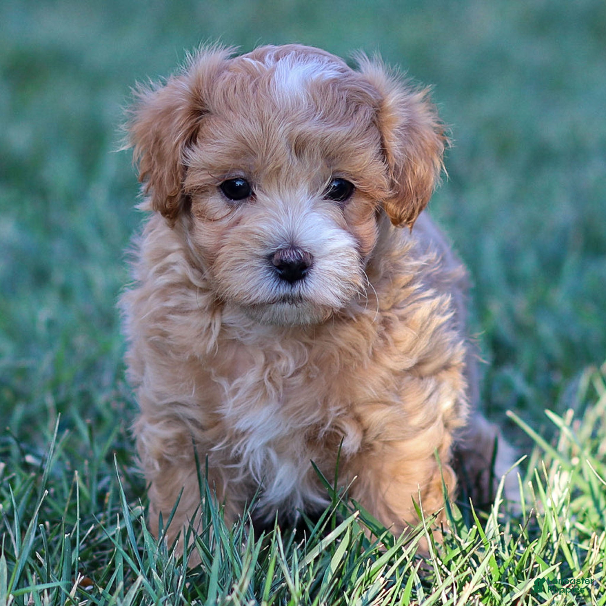 Maltipoo dogs Sparky - Ad 16