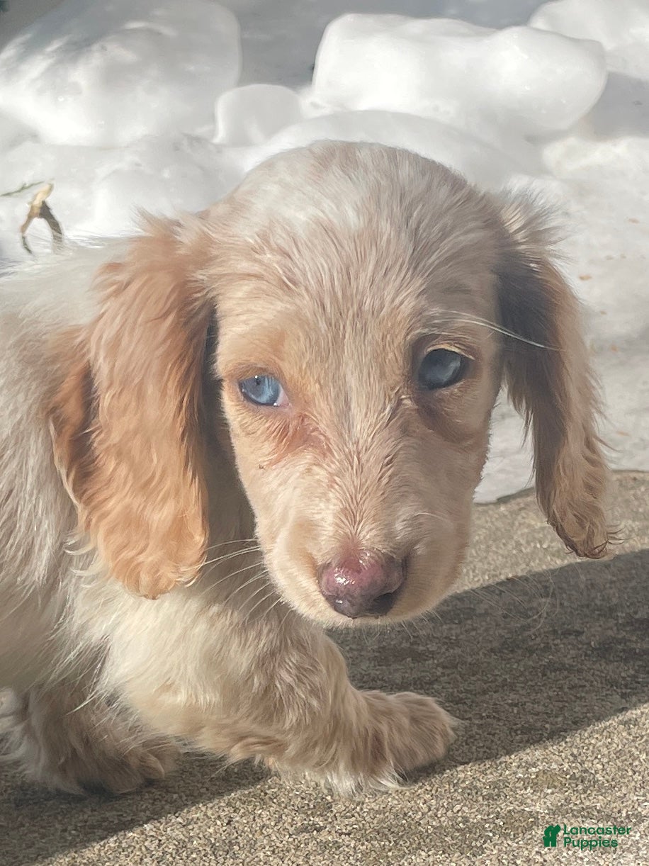 Miniature Dachshund dogs Chelsea  - Ad 39