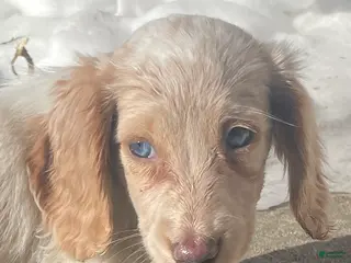 Miniature Dachshund dogs Chelsea - Ad 39