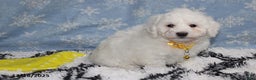 Bichon Frise dogs for sale: Rory - Ad 1
